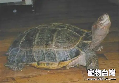 馬來西亞巨龜的護理知識(1圖)-寵物台灣