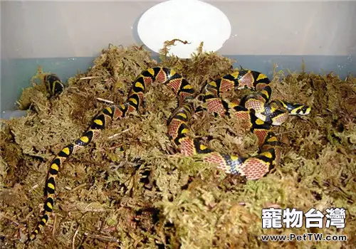 玉斑錦蛇的生活環境(1圖)-寵物台灣