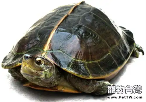 馬來西亞巨龜的生活環境(1圖)-寵物台灣