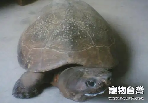 馬來西亞巨龜的飼養要點(1圖)-寵物台灣