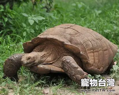 如何飼養蘇卡達陸龜