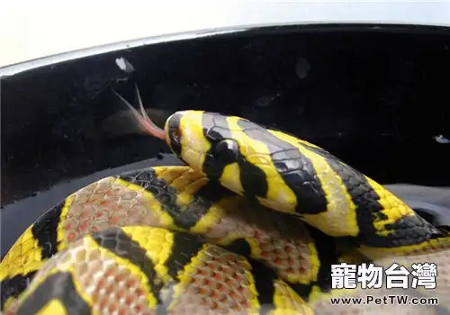玉斑錦蛇的飼養知識(1圖)-寵物台灣