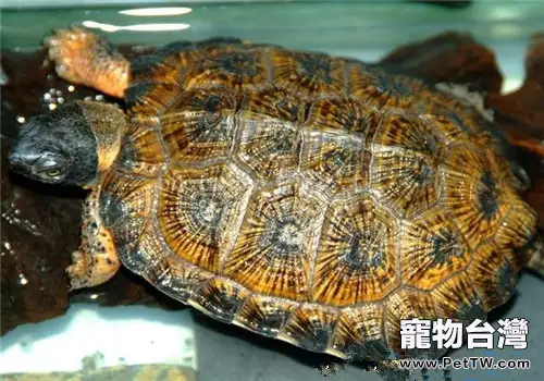 木雕水龜的品種簡介(1圖)-寵物台灣