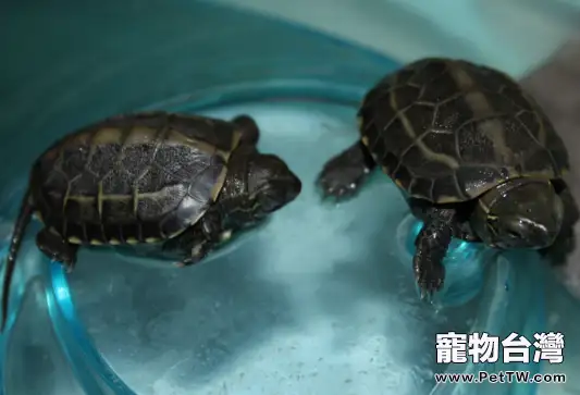中華草龜介紹(1圖)-寵物台灣