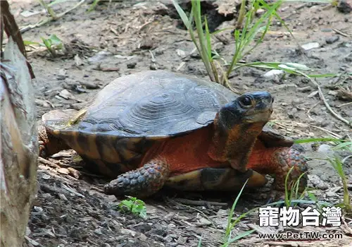 木雕水龜的外觀特徵(1圖)-寵物台灣