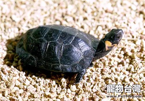 木雕水龜的護理知識(1圖)-寵物台灣