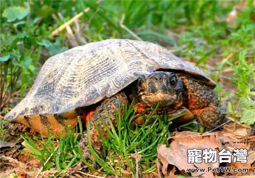 木雕水龜的生活環境