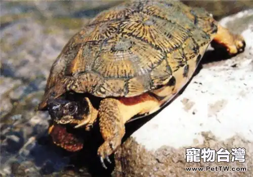 木雕水龜的飼養要點(1圖)-寵物台灣