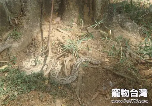 圓斑蝰的品種簡介(1圖)-寵物台灣