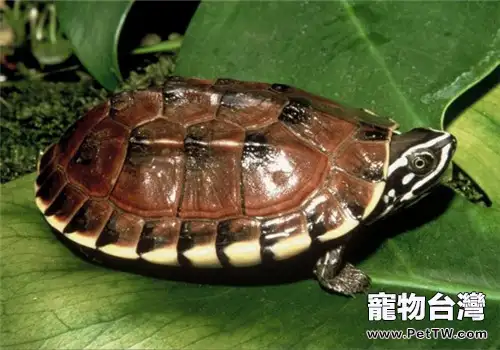 馬來食螺龜的品種簡介