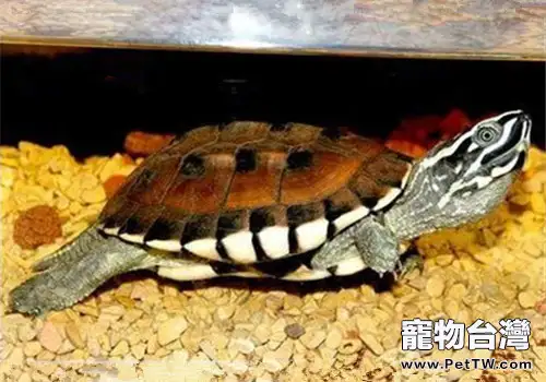 馬來食螺龜的飼養要點(1圖)-寵物台灣