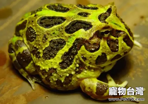 南美角蛙的養護知識(1圖)-寵物台灣