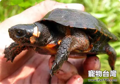 牟氏水龜的飼養要點