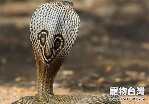 印度眼鏡蛇的飼養知識