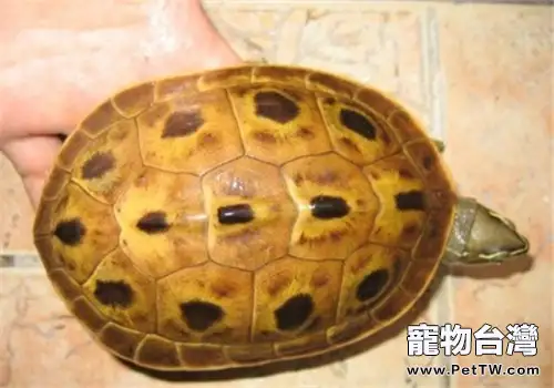 緬甸孔雀龜的品種簡介(1圖)-寵物台灣