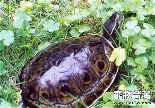 緬甸孔雀龜的外觀特點(1圖)-寵物台灣