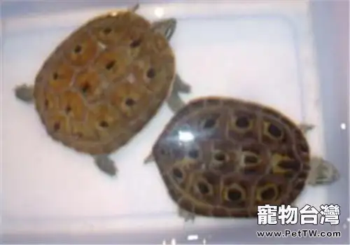 緬甸孔雀龜的護理知識(1圖)-寵物台灣