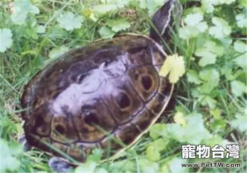 緬甸孔雀龜的生活環境(1圖)-寵物台灣