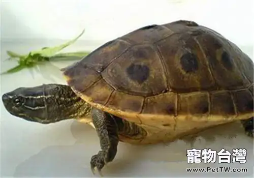 緬甸孔雀龜的飼養要點(1圖)-寵物台灣
