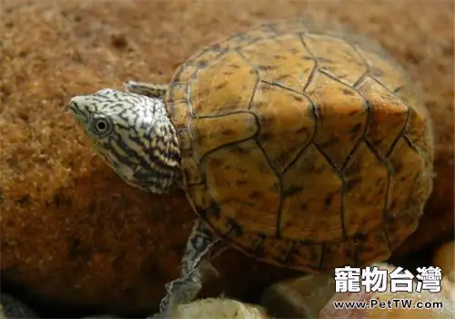 密西西比麝香龜的品種簡介(1圖)-寵物台灣