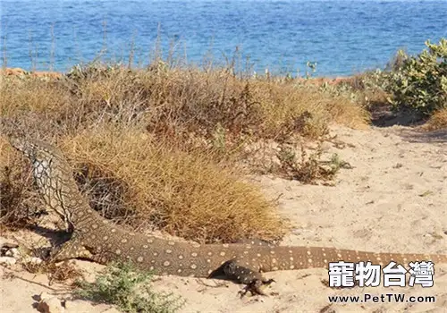 眼斑巨蜥的飼養知識(1圖)-寵物台灣