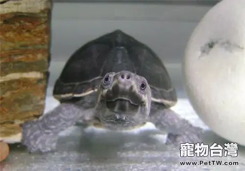 密西西比麝香龜的生活環境(1圖)-寵物台灣