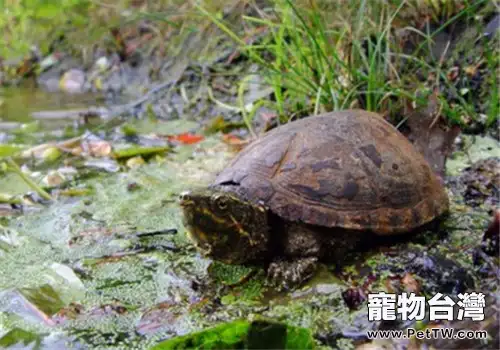 密西西比麝香龜的飼養要點