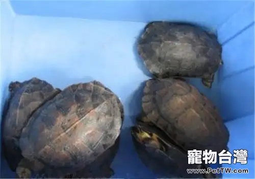 緬甸黑山龜的外觀特徵