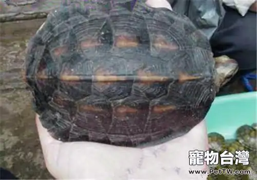緬甸黑山龜的生活環境