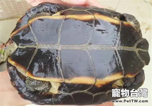 緬甸黑山龜的飼養要點