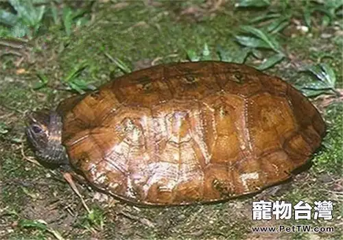 馬來果龜的品種簡介