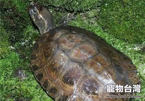 馬來果龜的外觀特徵