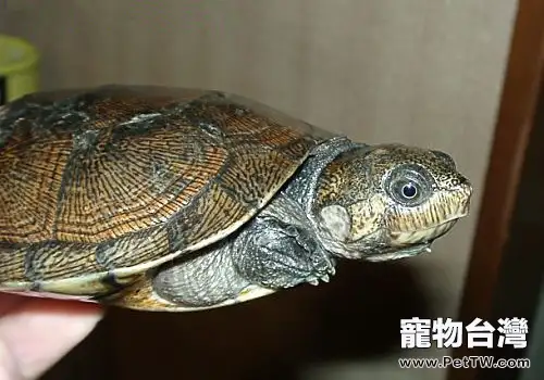 馬達加斯加大頭側頸龜的品種簡介(1圖)-寵物台灣