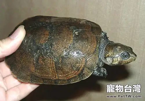 馬達加斯加大頭側頸龜的外觀特徵(1圖)-寵物台灣