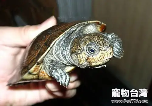 馬達加斯加大頭側頸龜的護理知識(1圖)-寵物台灣