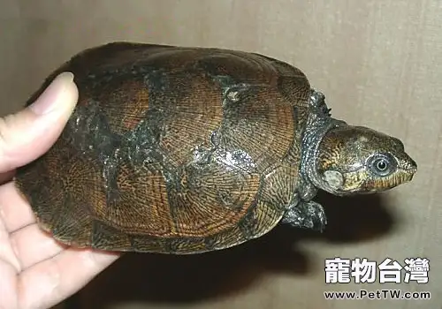 馬達加斯加大頭側頸龜的生活環境(1圖)-寵物台灣