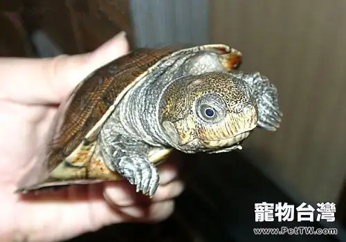 馬達加斯加大頭側頸龜的飼養要點(1圖)-寵物台灣