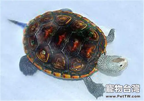 密西西比鑽紋龜的飼養要點(1圖)-寵物台灣