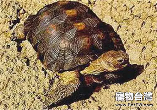 墨西哥地鼠龜的品種簡介