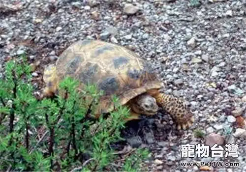 墨西哥地鼠龜的飼養要點