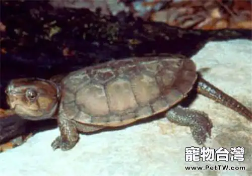 緬甸平胸龜的品種簡介