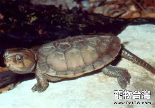 緬甸平胸龜的品種簡介(1圖)-寵物台灣