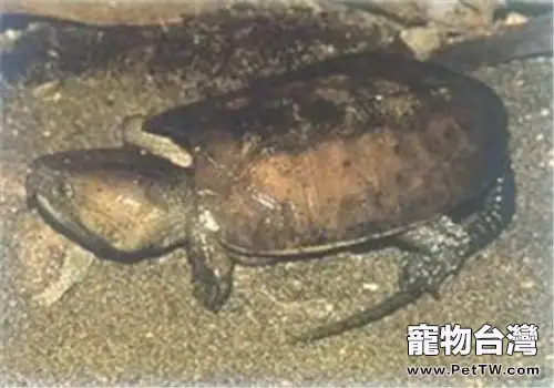 緬甸平胸龜的外觀特徵(1圖)-寵物台灣