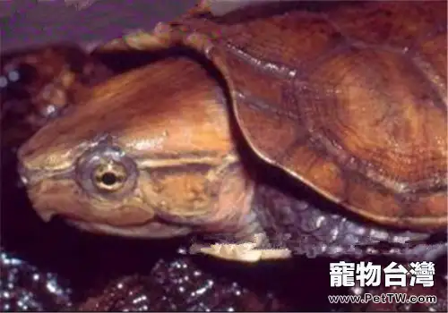 緬甸平胸龜的護理知識(1圖)-寵物台灣