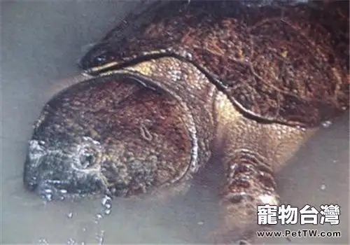 緬甸平胸龜的生活環境(1圖)-寵物台灣