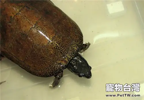 擬眼斑水龜的品種簡介