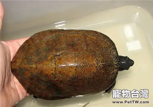 擬眼斑水龜的外觀特徵