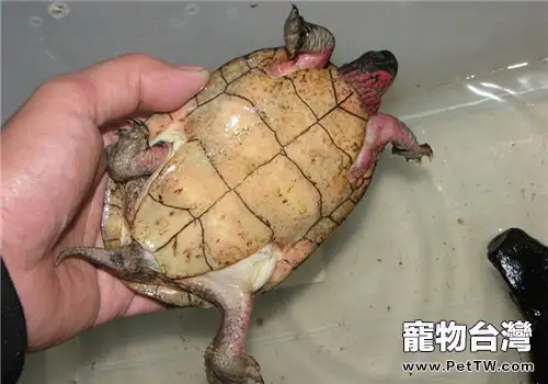 擬眼斑水龜的護理知識