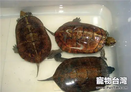 擬眼斑水龜的生活環境