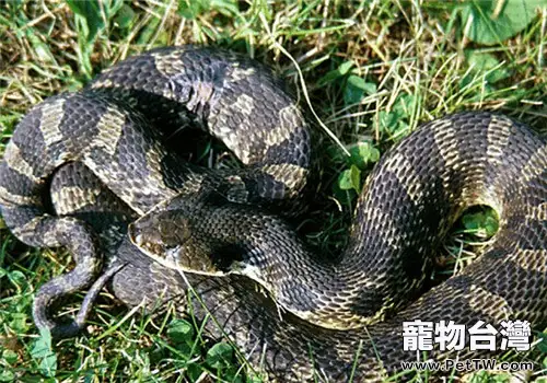 豬鼻蛇的品種簡介(1圖)-寵物台灣
